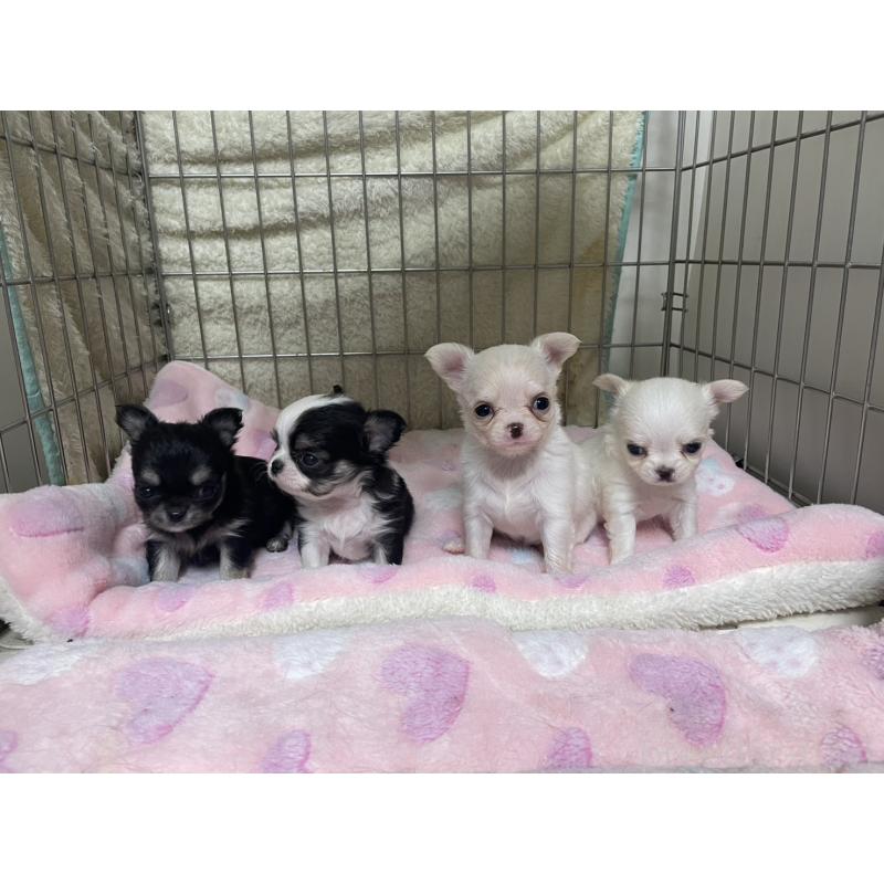 販売中の愛知県のチワワ(ロングコート)-434069の2枚目