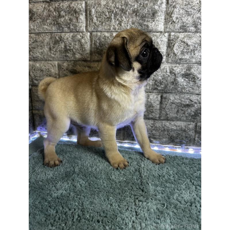 商談中の千葉県のパグ-417758の9枚目