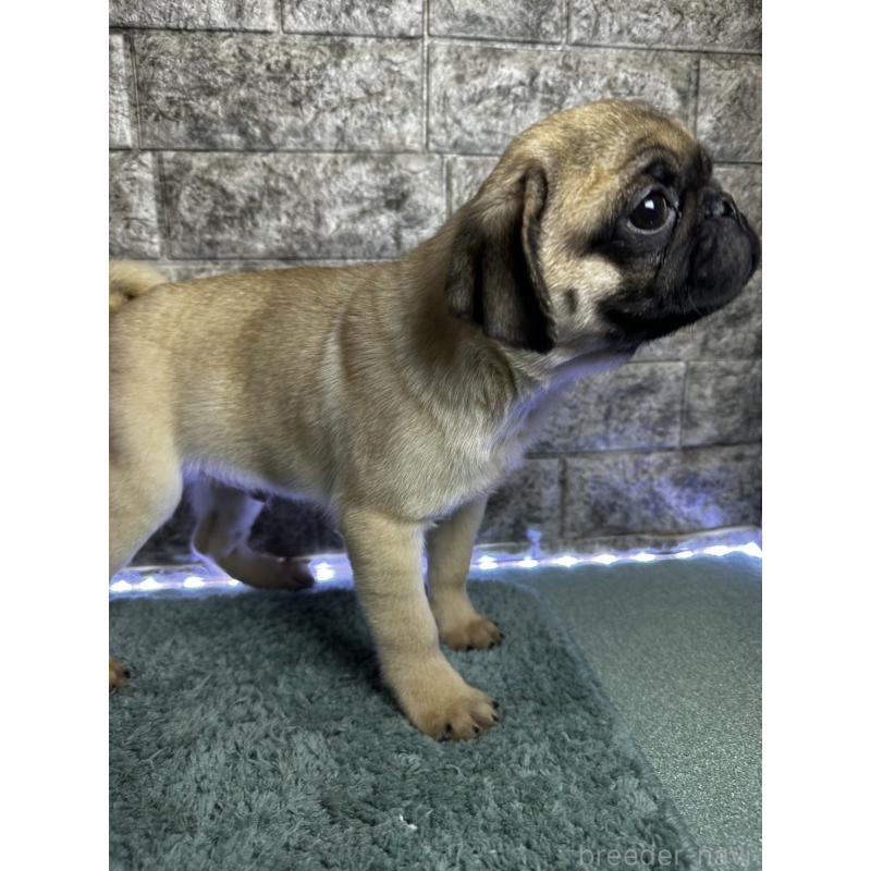 商談中の千葉県のパグ-417758の8枚目