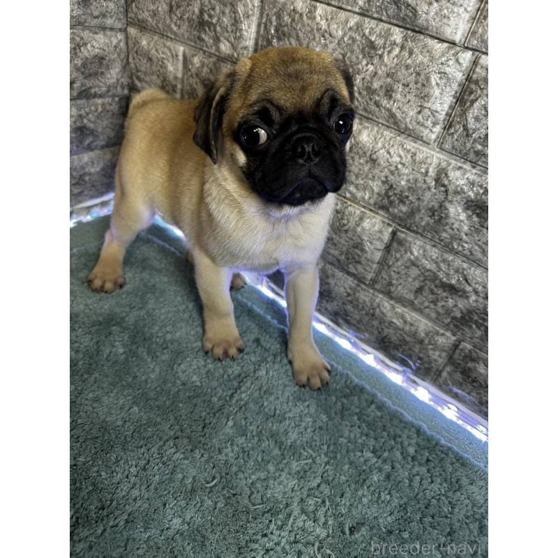 商談中の千葉県のパグ-417758の6枚目