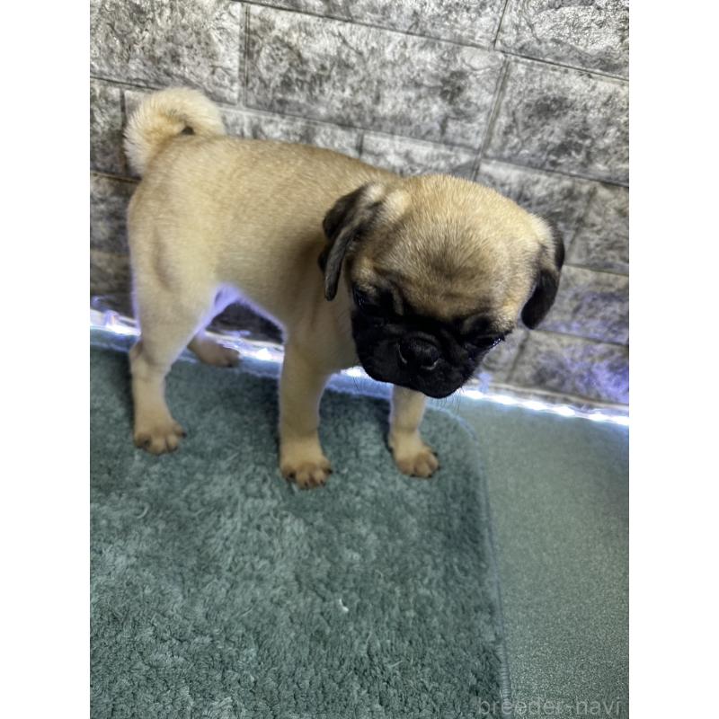 商談中の千葉県のパグ-417758の5枚目