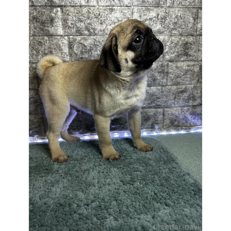 商談中の千葉県のパグ-417758の4枚目