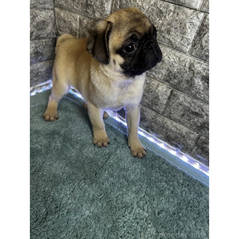 商談中の千葉県のパグ-417758の3枚目