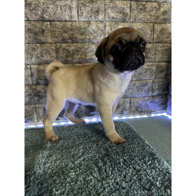 商談中の千葉県のパグ-417758の2枚目