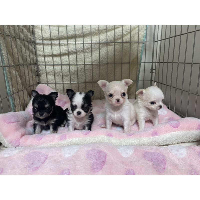 販売中の愛知県のチワワ(ロングコート)-434070の13枚目