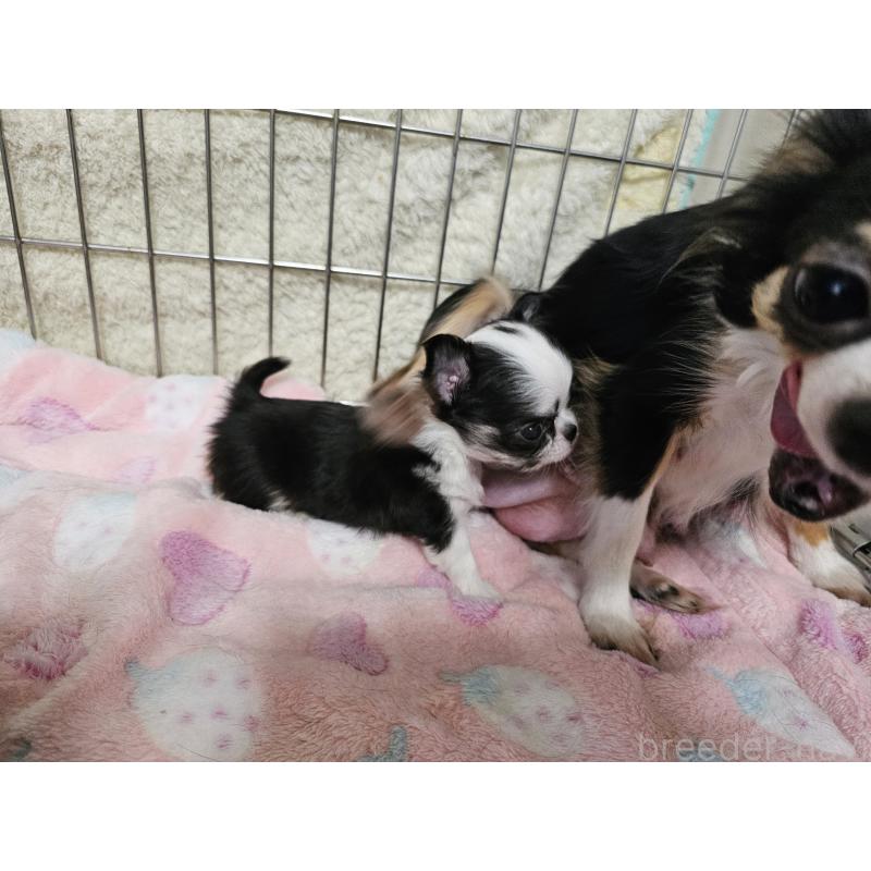 販売中の愛知県のチワワ(ロングコート)-434070の11枚目