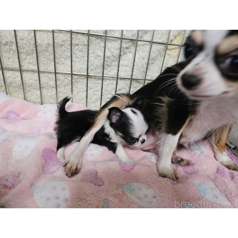 販売中の愛知県のチワワ(ロングコート)-434070の10枚目