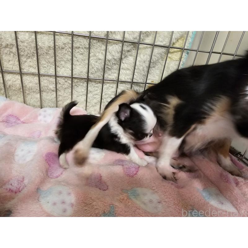 販売中の愛知県のチワワ(ロングコート)-434070の9枚目