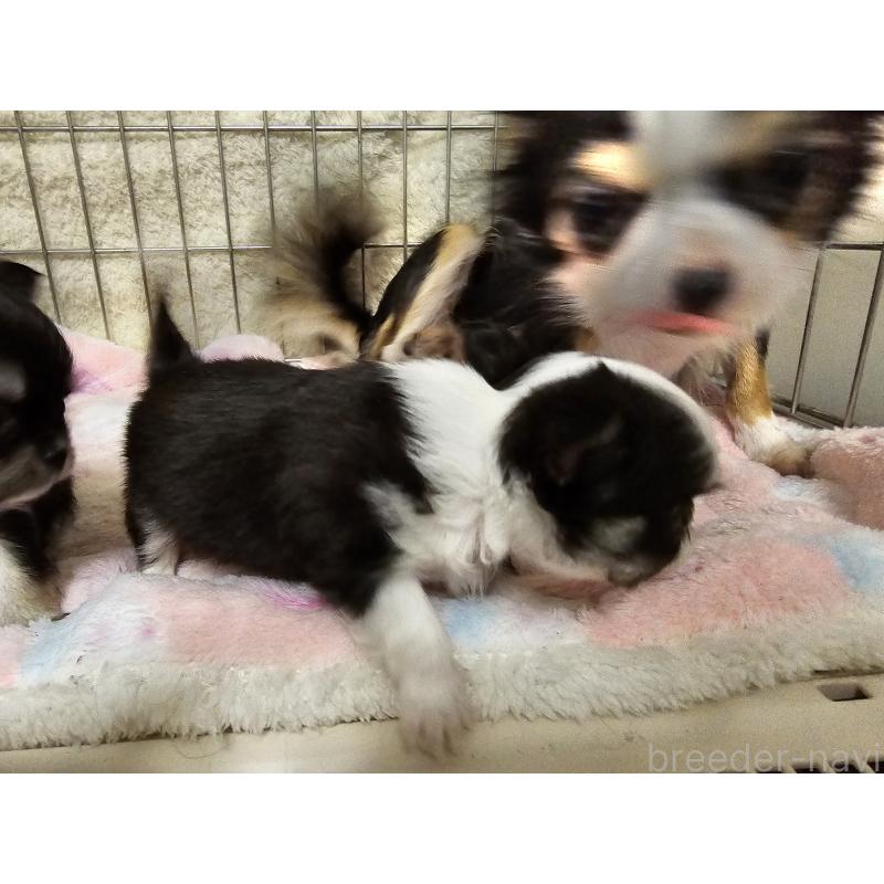 販売中の愛知県のチワワ(ロングコート)-434070の8枚目