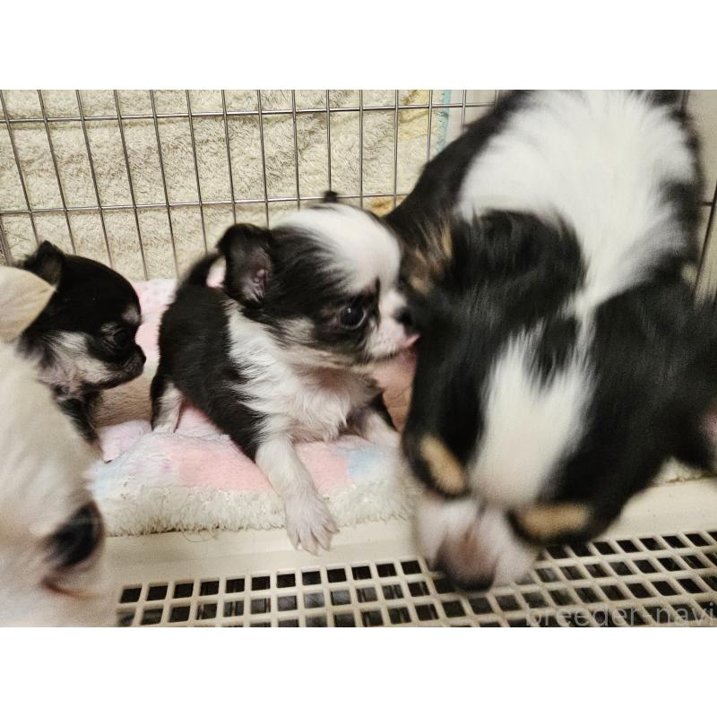 販売中の愛知県のチワワ(ロングコート)-434070の7枚目