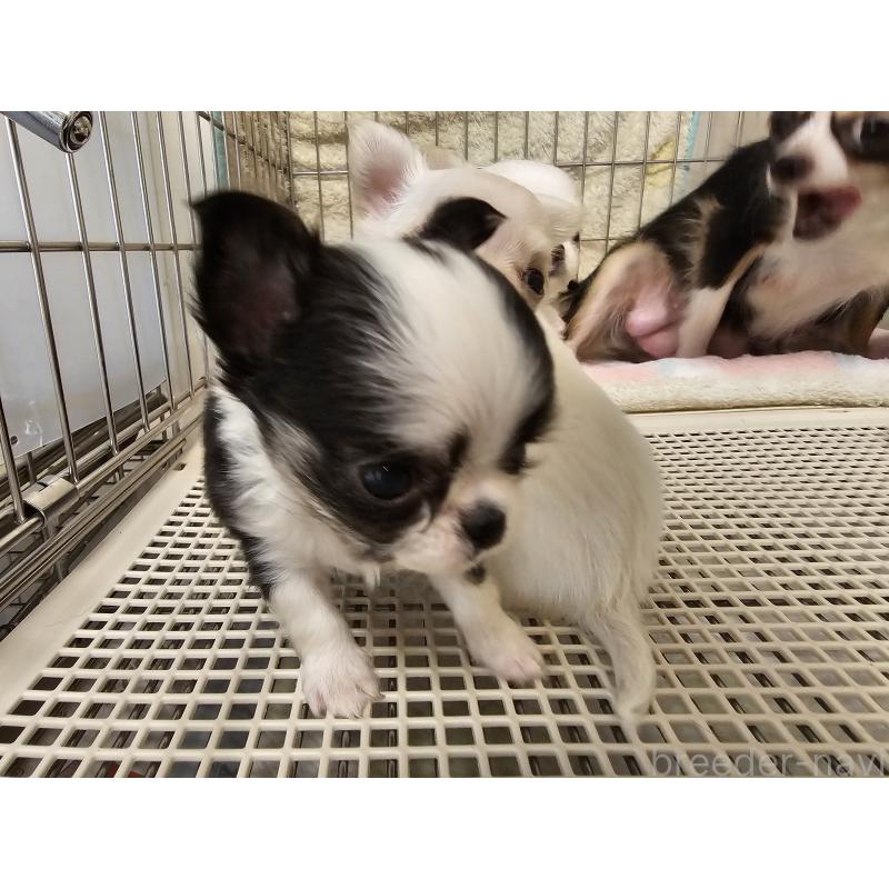 販売中の愛知県のチワワ(ロングコート)-434070の6枚目