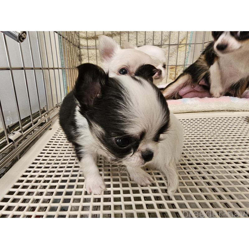 販売中の愛知県のチワワ(ロングコート)-434070の5枚目