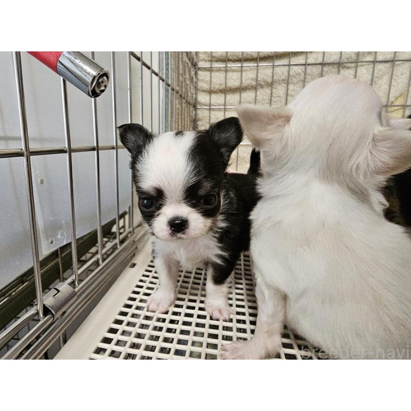 販売中の愛知県のチワワ(ロングコート)-434070の4枚目