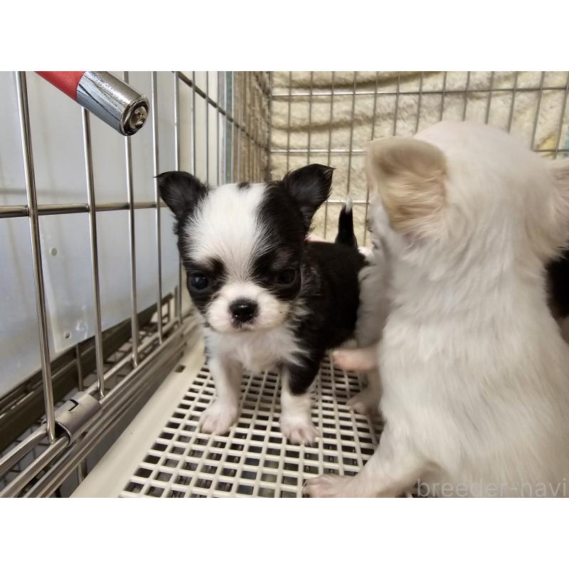 販売中の愛知県のチワワ(ロングコート)-434070の3枚目