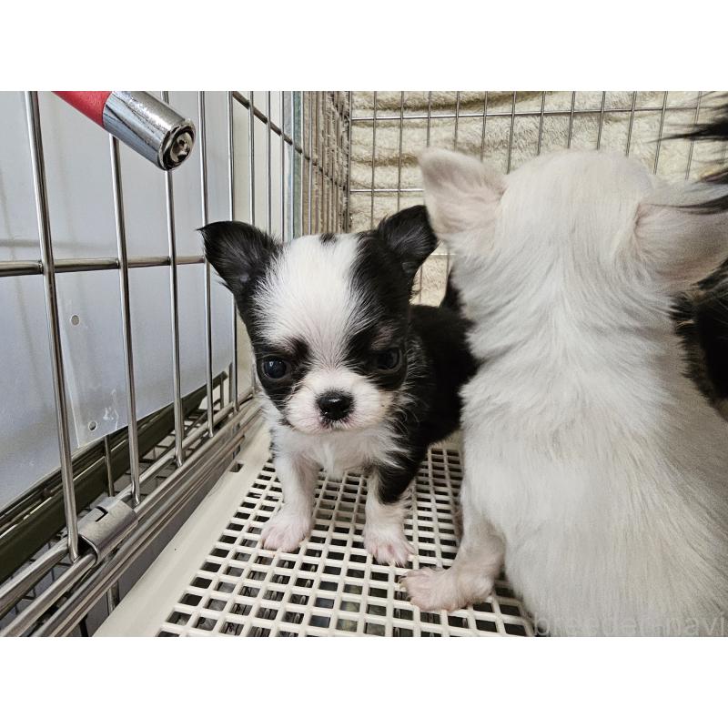 販売中の愛知県のチワワ(ロングコート)-434070の2枚目