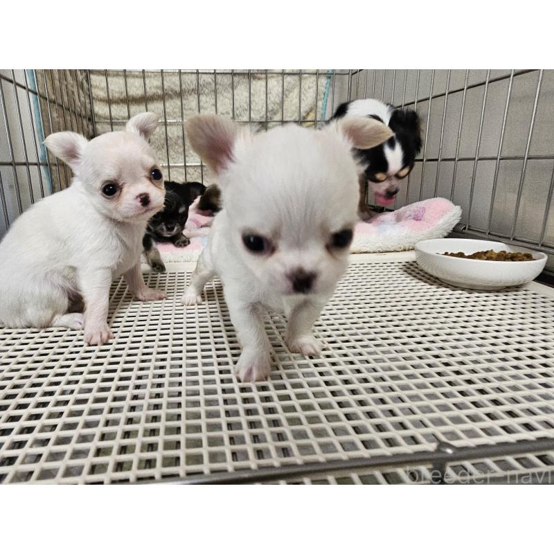 販売中の愛知県のチワワ(ロングコート)-434071の11枚目