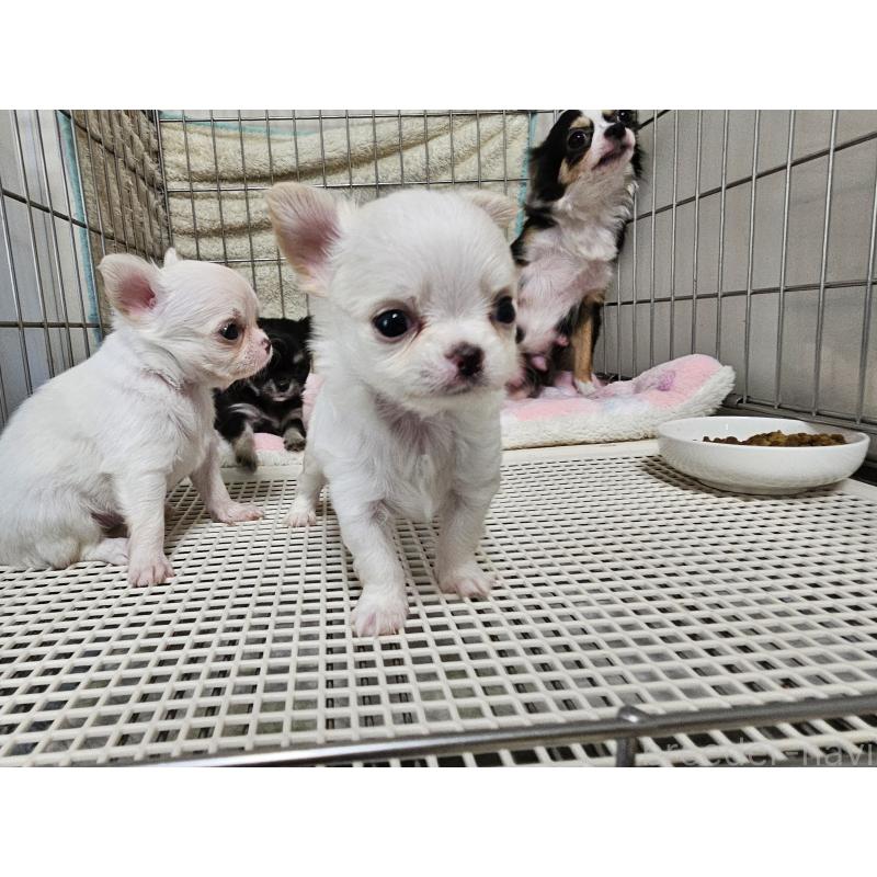 販売中の愛知県のチワワ(ロングコート)-434071の10枚目