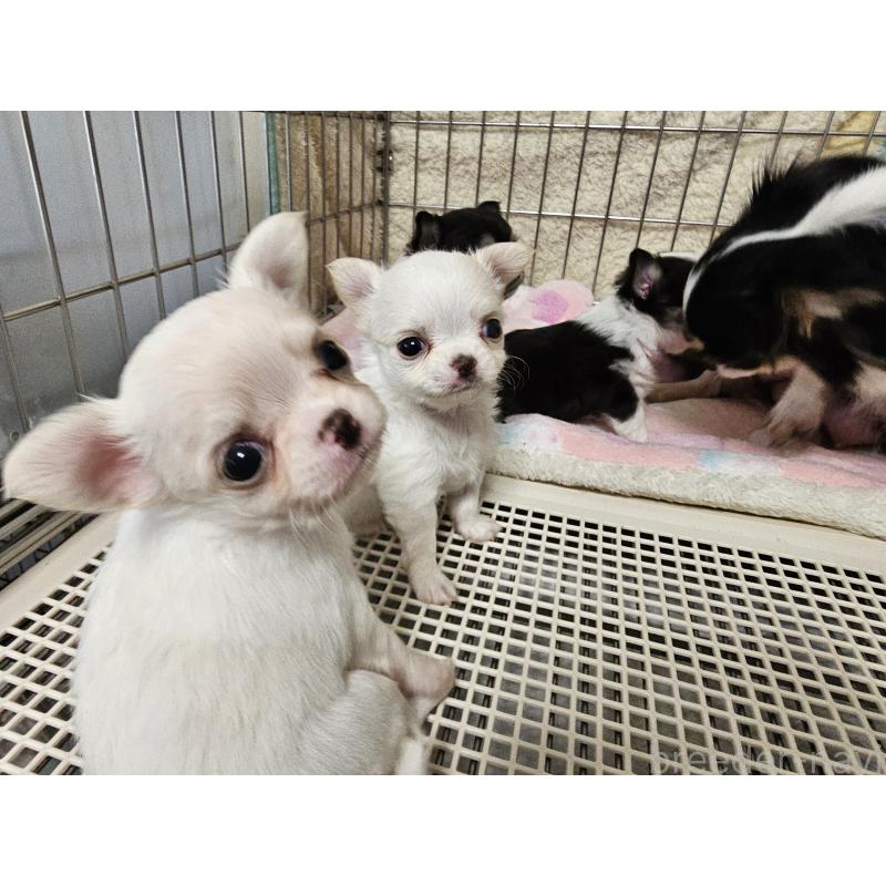 販売中の愛知県のチワワ(ロングコート)-434071の8枚目