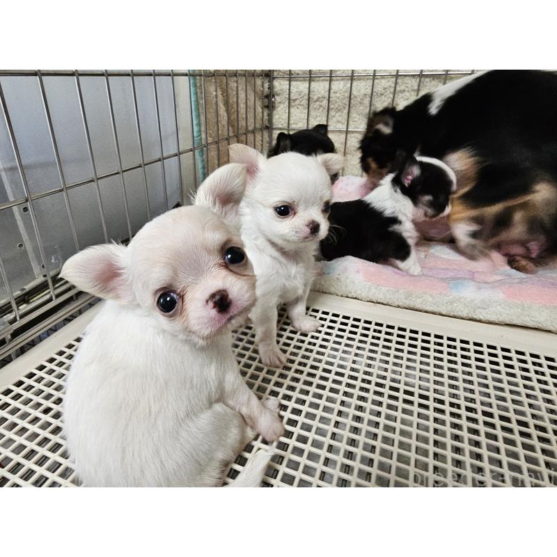 販売中の愛知県のチワワ(ロングコート)-434071の7枚目