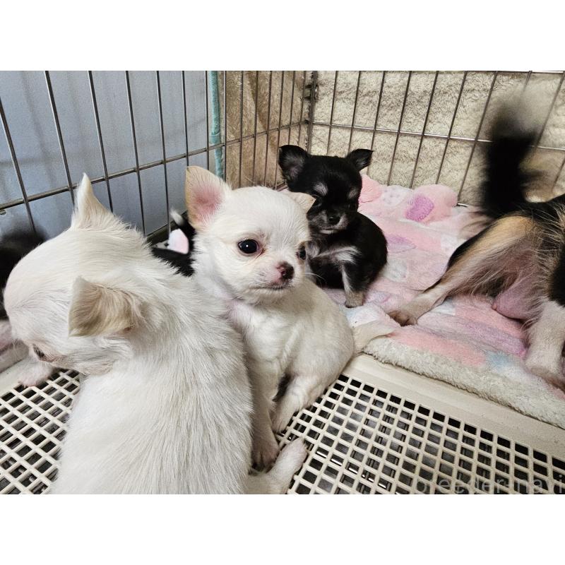 販売中の愛知県のチワワ(ロングコート)-434071の6枚目