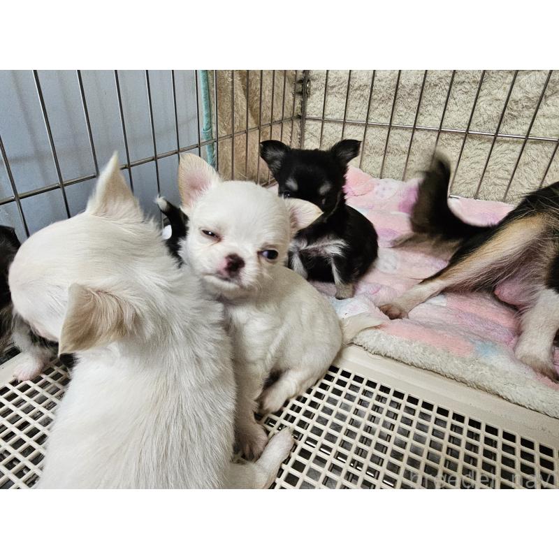 販売中の愛知県のチワワ(ロングコート)-434071の5枚目