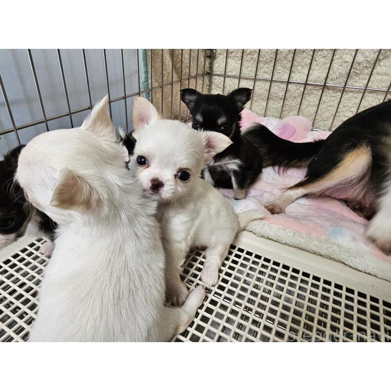 販売中の愛知県のチワワ(ロングコート)-434071の4枚目