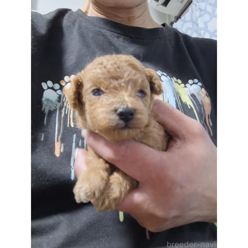 販売中の群馬県のタイニープードル-434072の6枚目