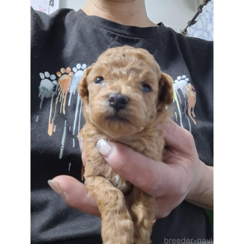 販売中の群馬県のタイニープードル-434072の5枚目