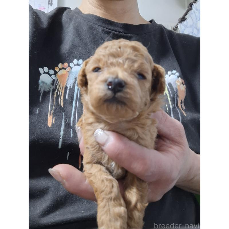 販売中の群馬県のタイニープードル-434072の4枚目