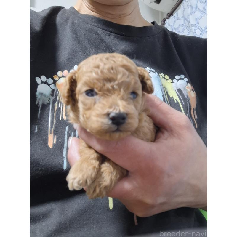 販売中の群馬県のタイニープードル-434072の3枚目