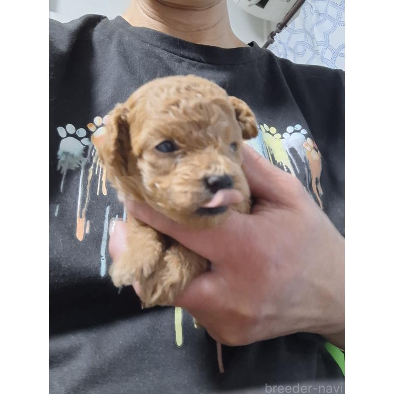 販売中の群馬県のタイニープードル-434072の2枚目