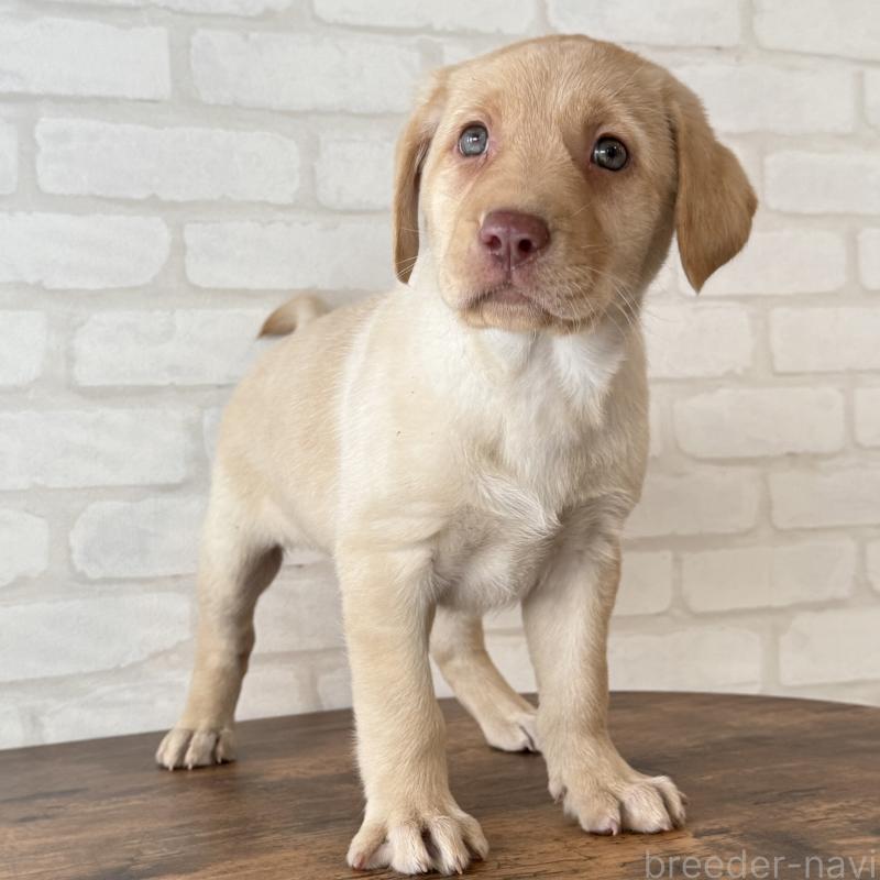 販売中の大阪府のラブラドールレトリーバー-434074の7枚目