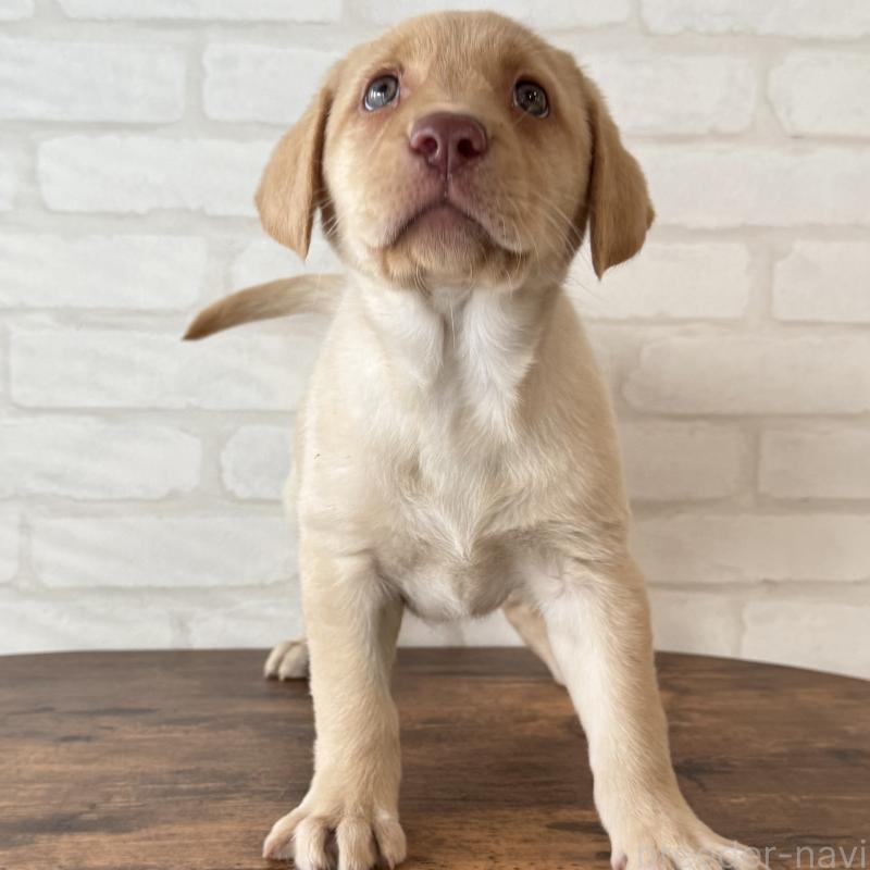 販売中の大阪府のラブラドールレトリーバー-434074の6枚目