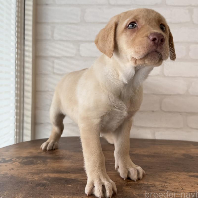 販売中の大阪府のラブラドールレトリーバー-434074の5枚目