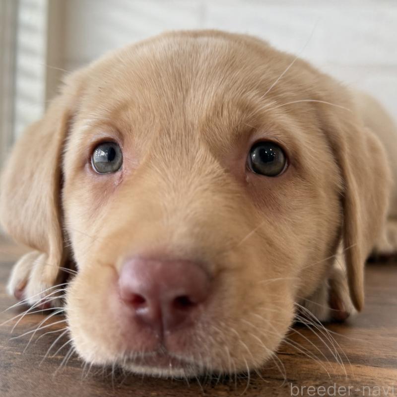 販売中の大阪府のラブラドールレトリーバー-434074の1枚目