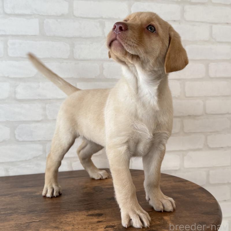 販売中の大阪府のラブラドールレトリーバー-434074の4枚目