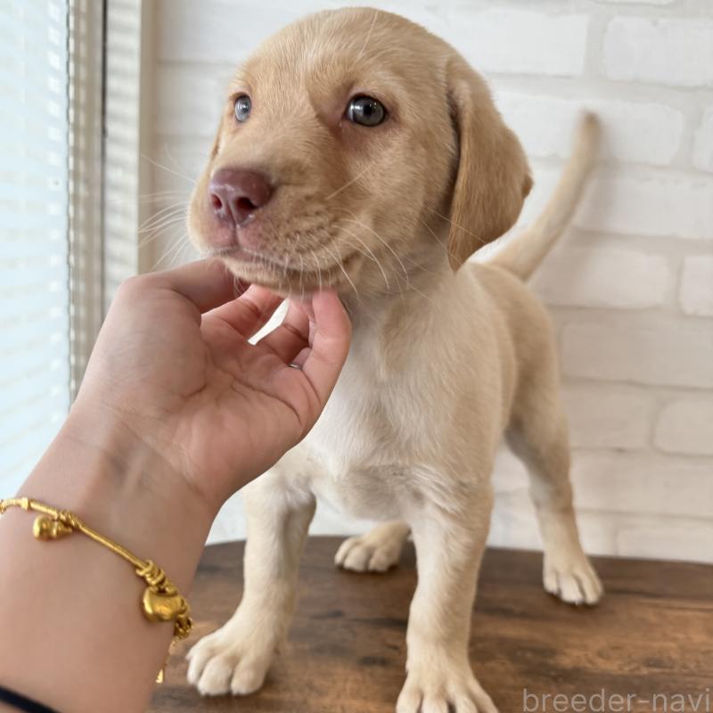 販売中の大阪府のラブラドールレトリーバー-434074の3枚目