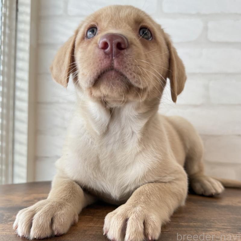 販売中の大阪府のラブラドールレトリーバー-434074の2枚目