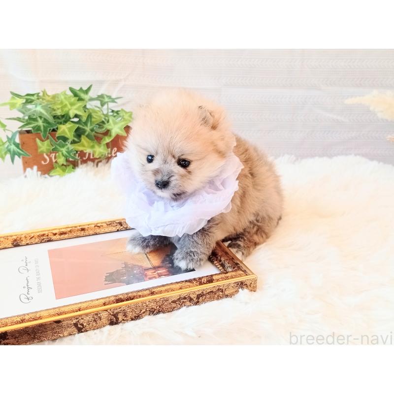 販売中の和歌山県のポメラニアン-432911の6枚目