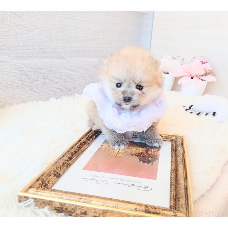 販売中の和歌山県のポメラニアン-432911の5枚目