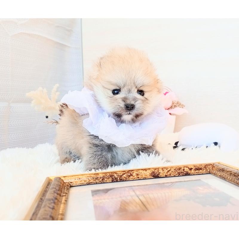 販売中の和歌山県のポメラニアン-432911の4枚目