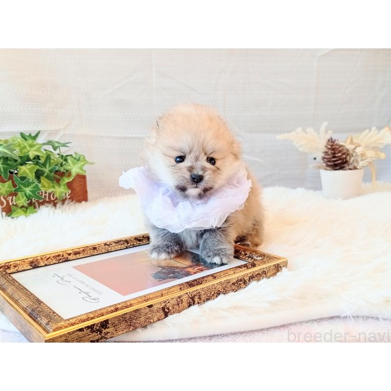 販売中の和歌山県のポメラニアン-432911の3枚目