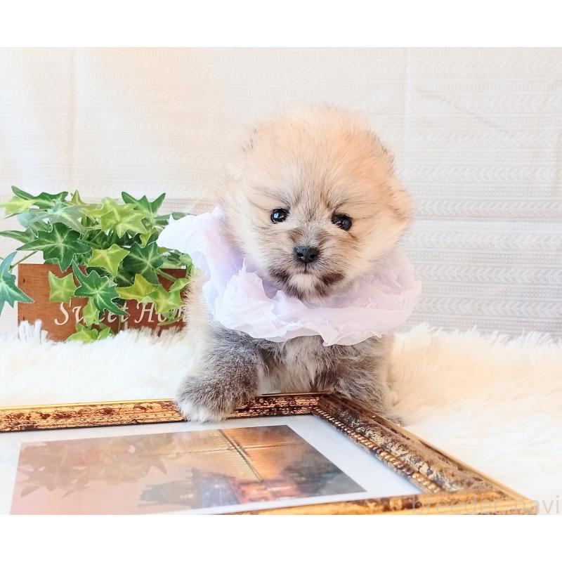 販売中の和歌山県のポメラニアン-432911の2枚目