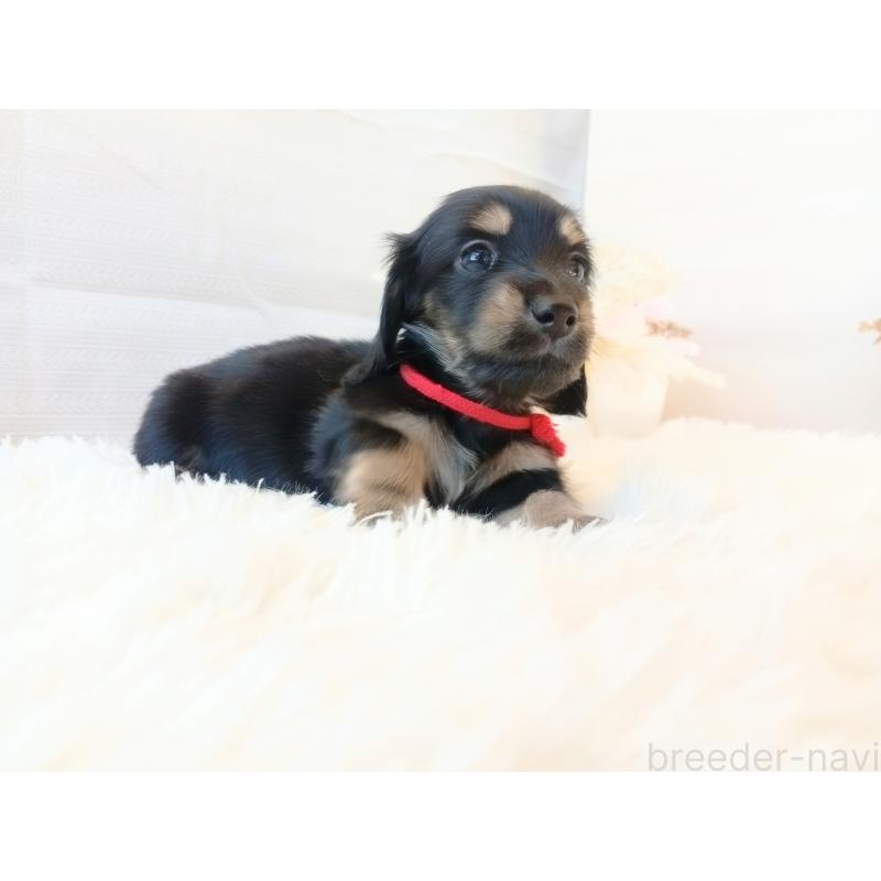 成約済の和歌山県のミニチュアダックスフンド(ロングヘアード)-432362の11枚目