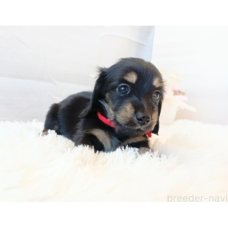 成約済の和歌山県のミニチュアダックスフンド(ロングヘアード)-432362の10枚目