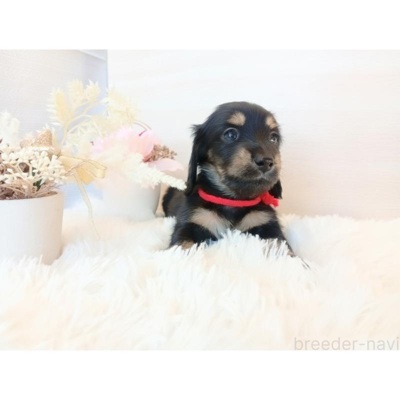 成約済の和歌山県のミニチュアダックスフンド(ロングヘアード)-432362の9枚目