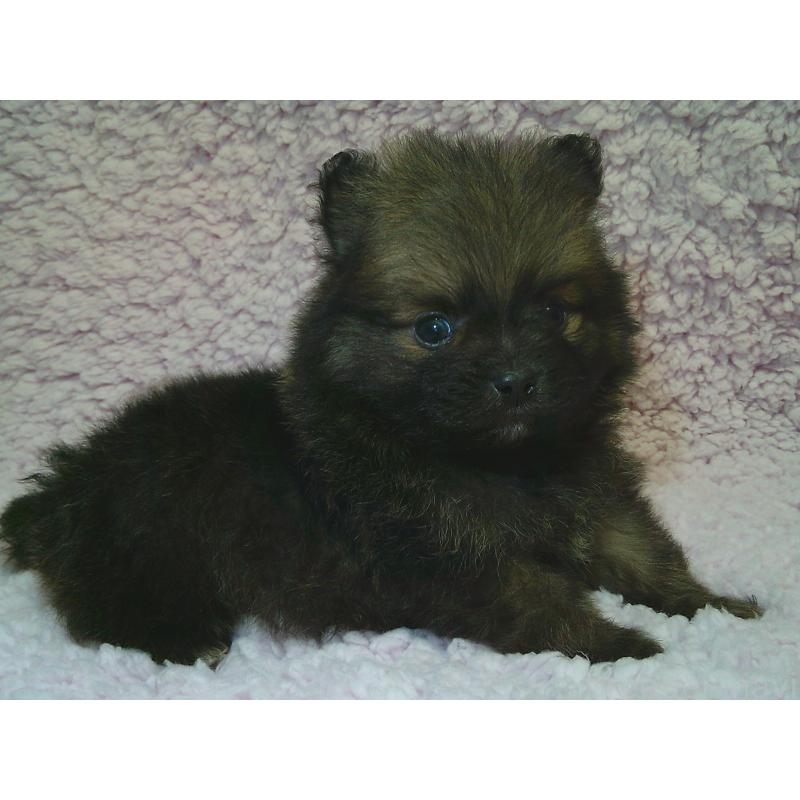 販売中の茨城県のポメラニアン-434077の1枚目