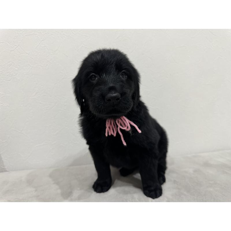 販売中の静岡県のフラットコーテッドレトリーバー-434079の3枚目