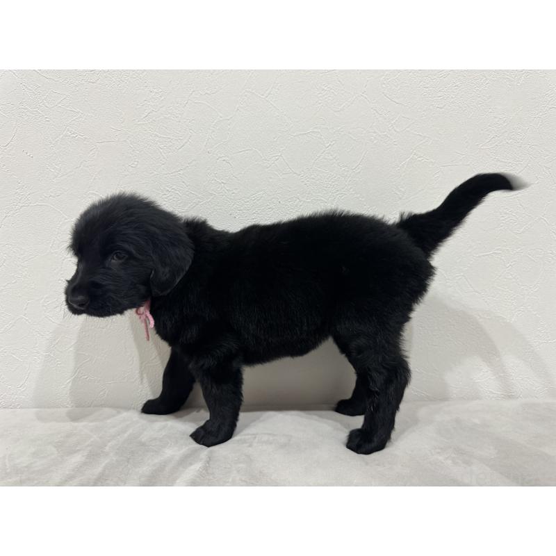 販売中の静岡県のフラットコーテッドレトリーバー-434079の2枚目