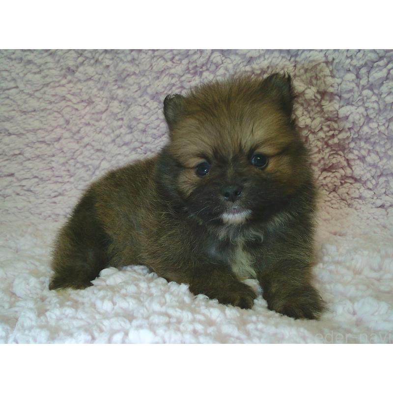 販売中の茨城県のポメラニアン-434078